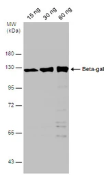 Anti-Beta-gal antibody used in Western Blot (WB). GTX132107